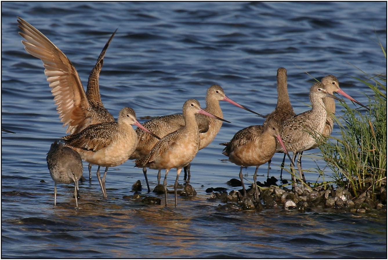 Marbled Godwit