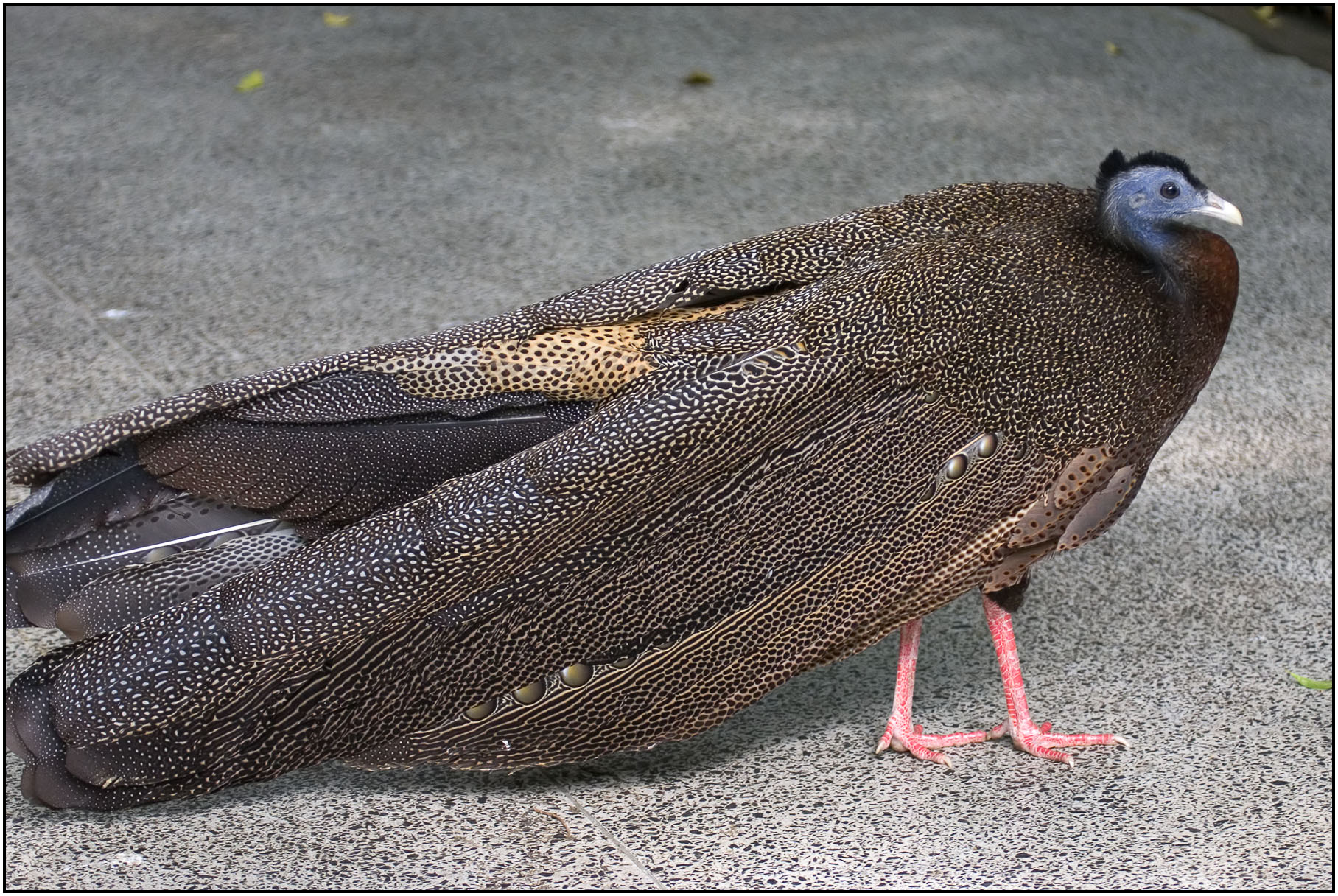 Great Argus Pheasant