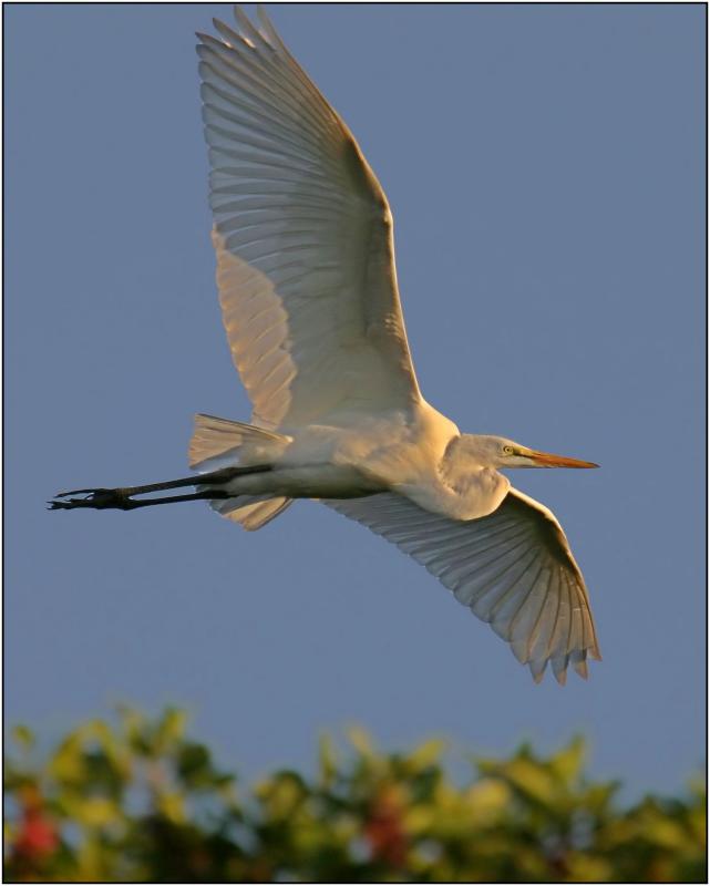 Great Egret