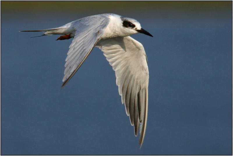 Forsters Tern