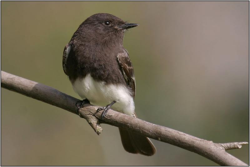 Black Phoebe