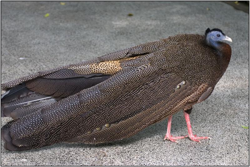Great Argus Pheasant