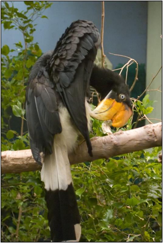 Great Indian Hornbill