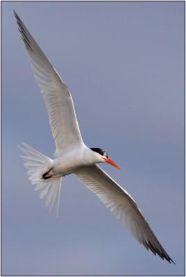 Elegant Tern