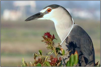 Black-crowned Night-Heron