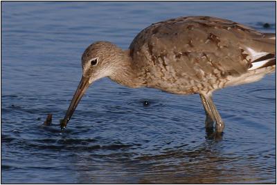 Willet