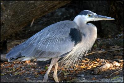 Great Blue Heron