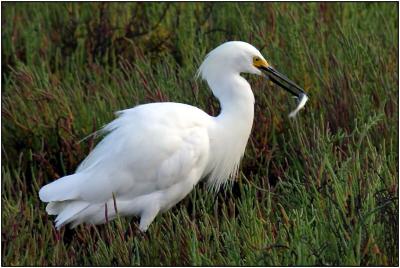 Snowy Egret