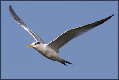 Elegant Tern