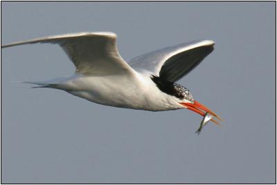 Elegant Tern