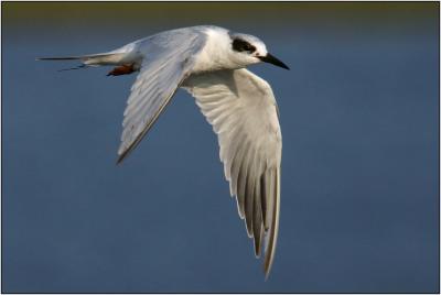 Forster's Tern