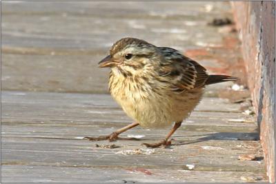 Savannah Sparrow
