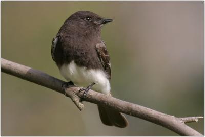 Black Phoebe