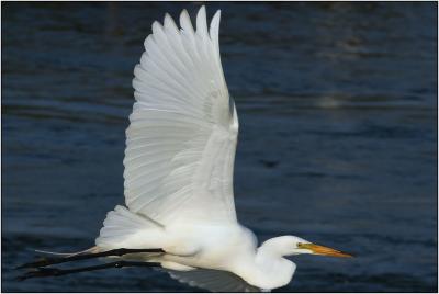 Great Egret
