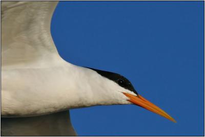 Elegant Tern