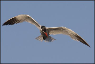 Caspian Tern