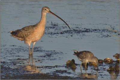 Long-billed Curlew