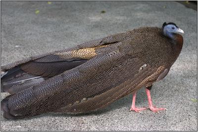Great Argus Pheasant