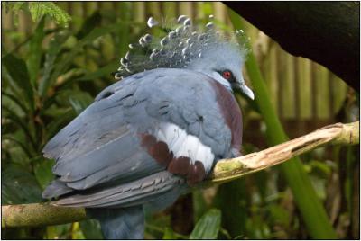 Victoria Crowned Pigeon