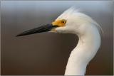 Snowy Egret