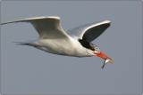Elegant Tern