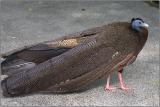 Great Argus Pheasant