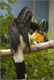 Great Indian Hornbill