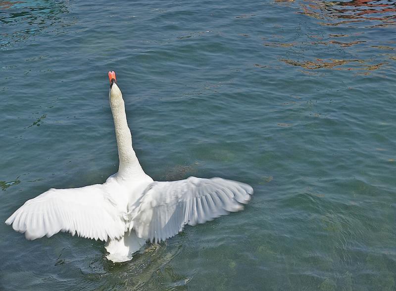 Flying Goose on Lake Garda