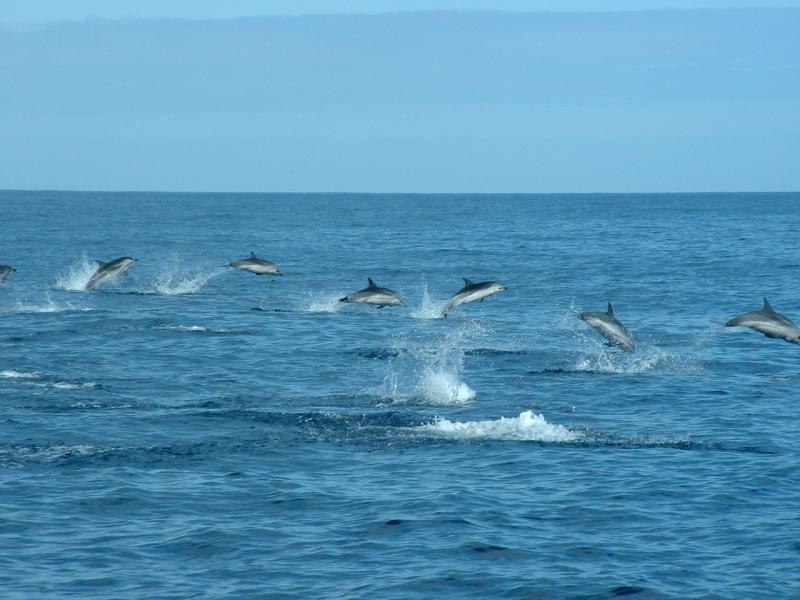 Dolphins