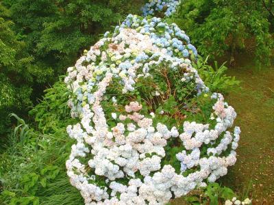 Hydrangeas (Hortensia)