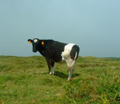 Cow