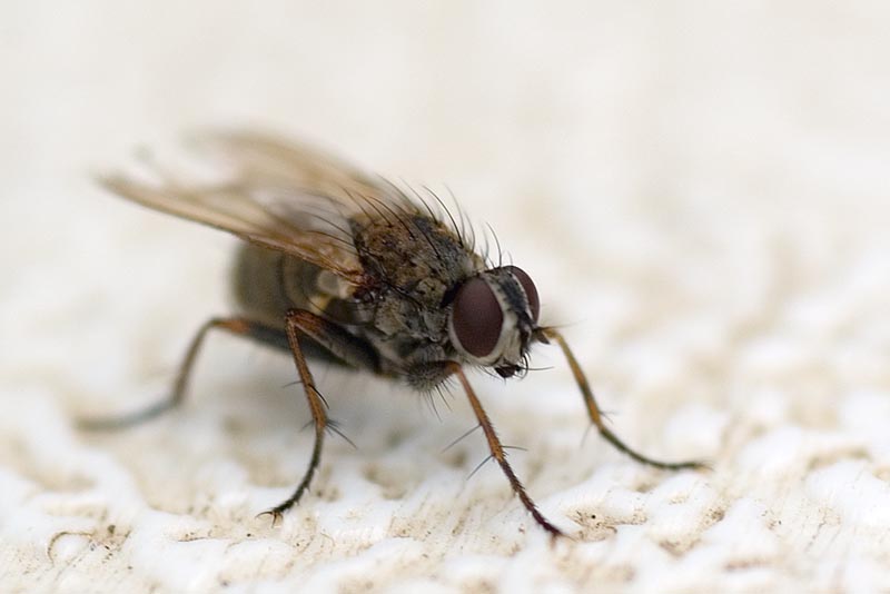 Fly