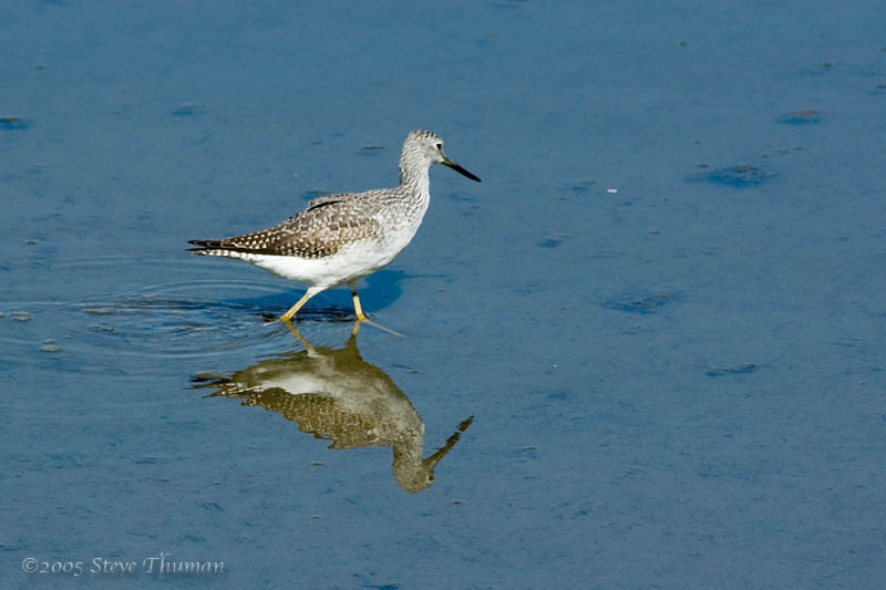 Greater Yellowlegs