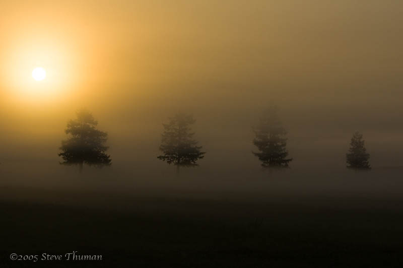 Foggy Morning