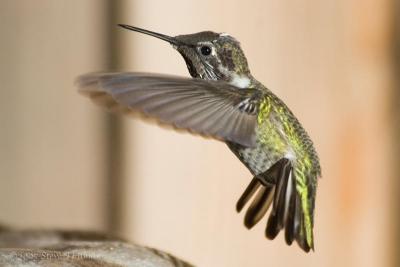 Annas Hummingbird