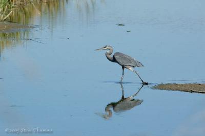 Doing the Heron Strut