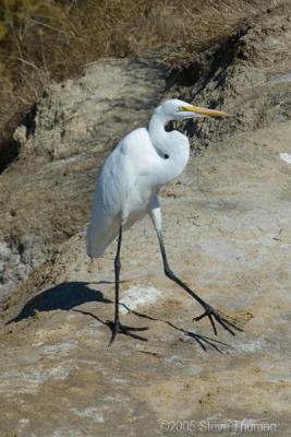 The Egret Shuffle