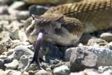 Western Rattlesnake