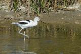 American Avocet-Non Breeding Male