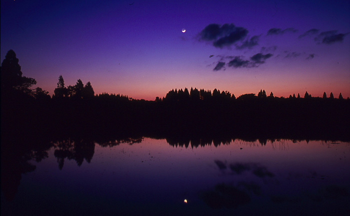 The Moon reflected rice field