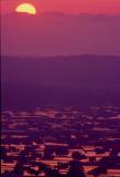 Sunset over the rice field
