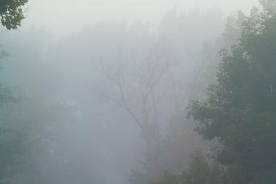 Trees in Morning Fog