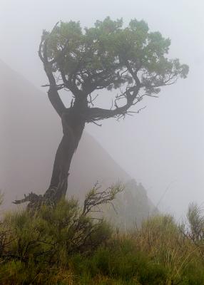Misty Morning Tree