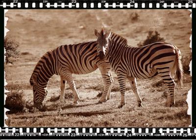 Zebras, Shamwari Reserve