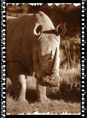 Rino Bull, Shamwari Reserve