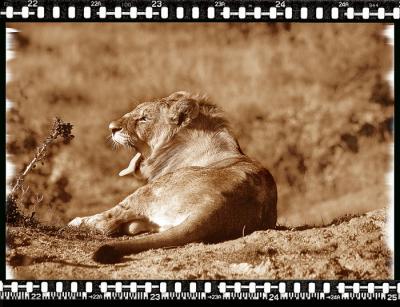 Lion Cub 1, Shamwari Reserve