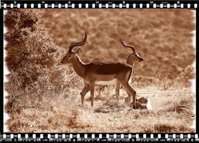 Tompsons Gazelles, Shamwari Reserve