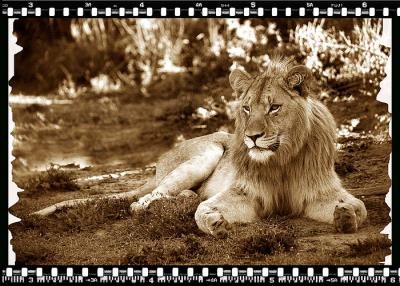 Lion Cub 2, Shamwari Reserve