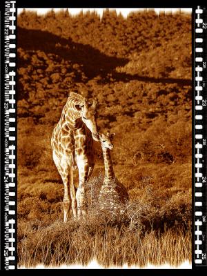 Giraffe Bull & Calf, Shamwari Reserve