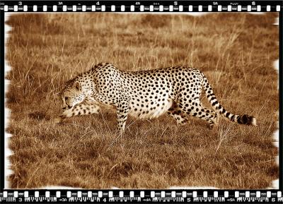 Cheeta 1, Shamwari Reserve